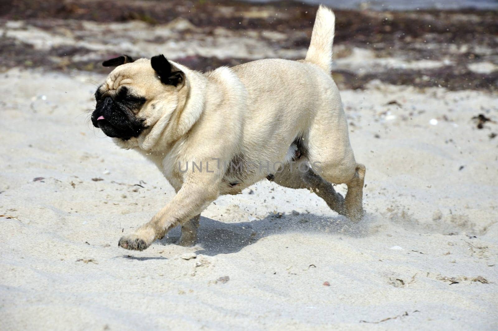 Pug on the beach
