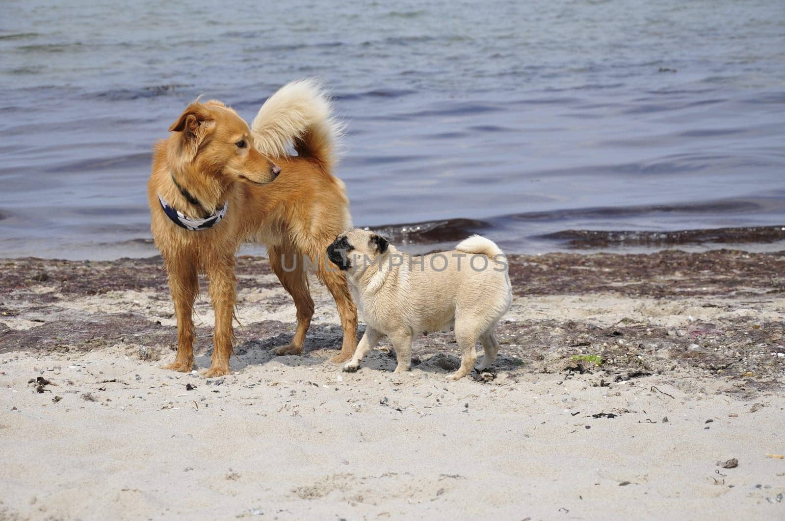 Pug on the beach