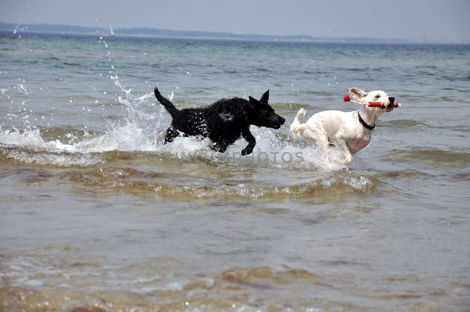 raging dog