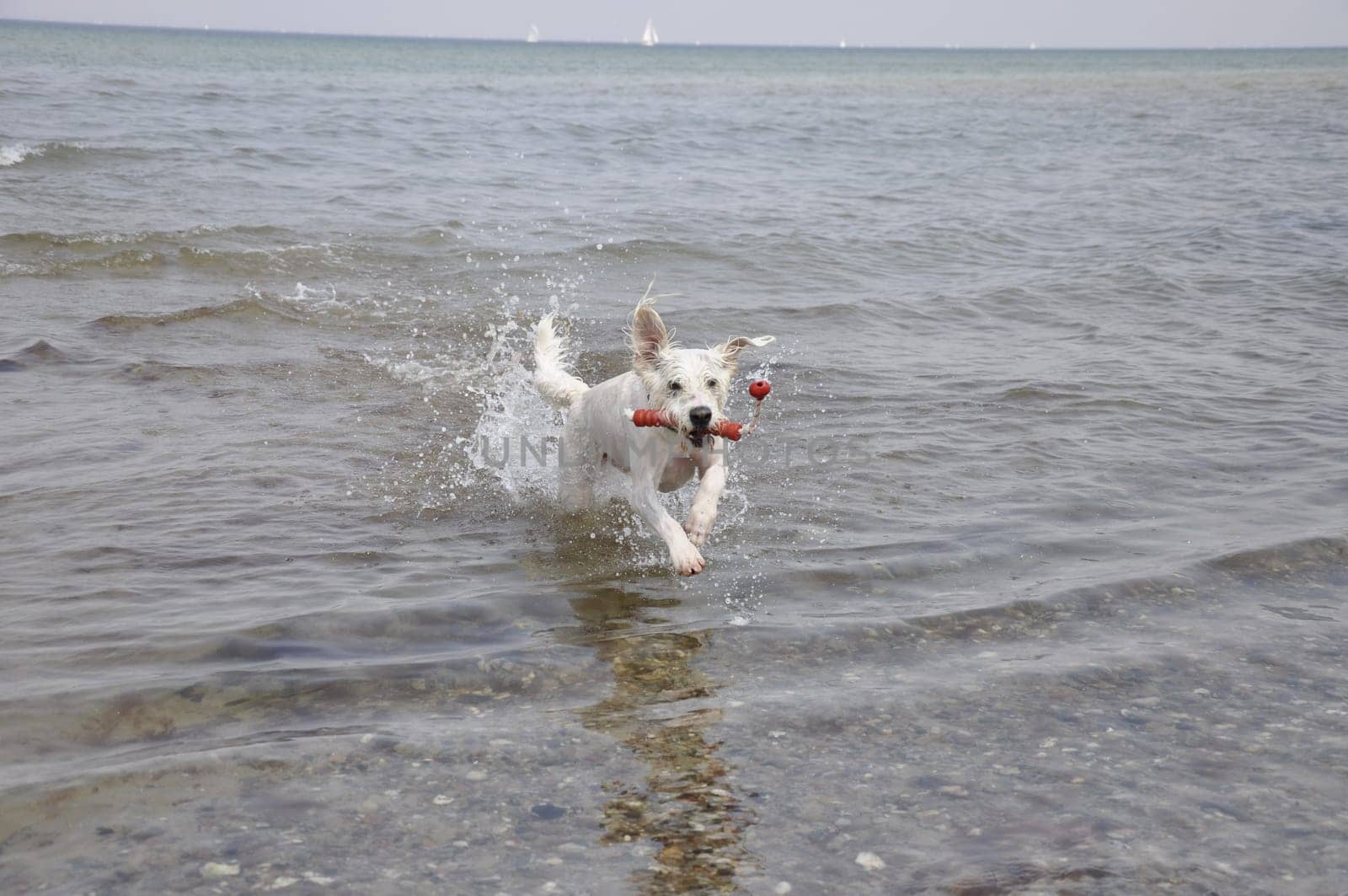 raging dog