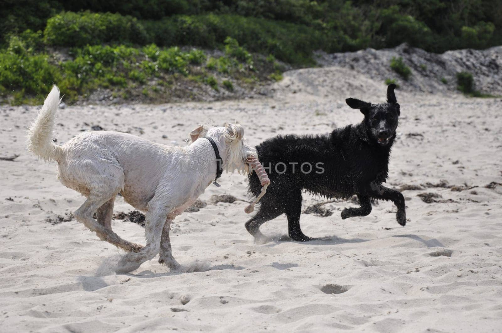 raging dog
