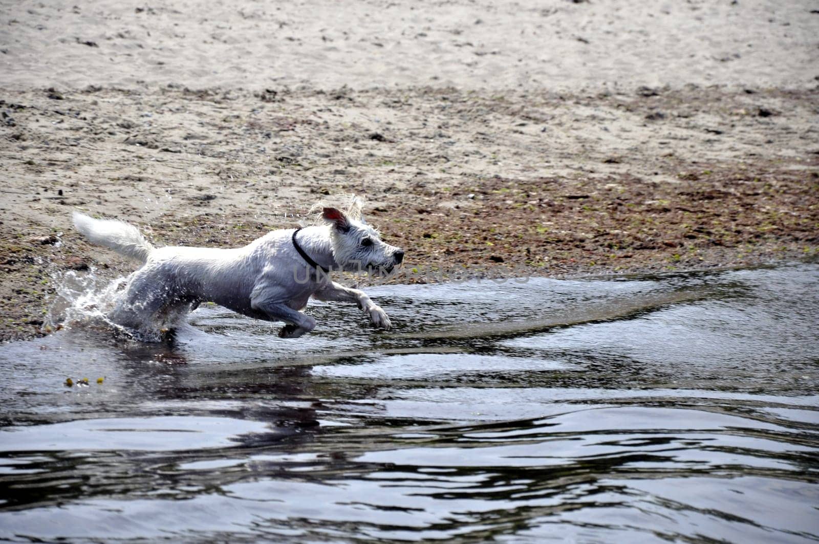 raging dog