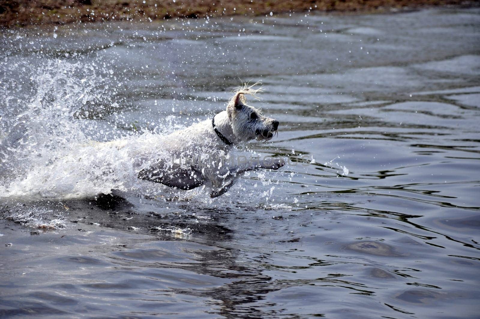 raging dog