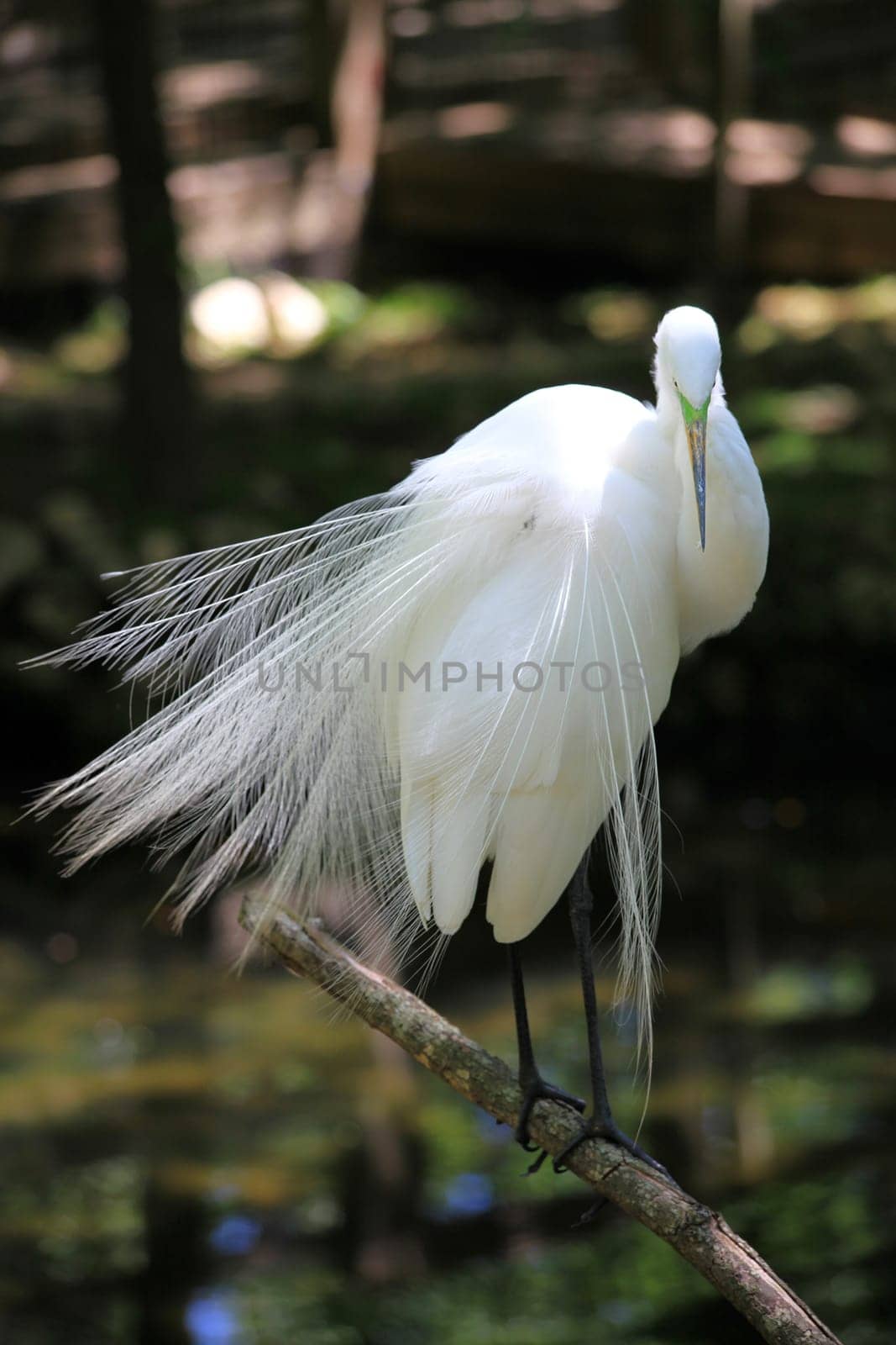 Great egret