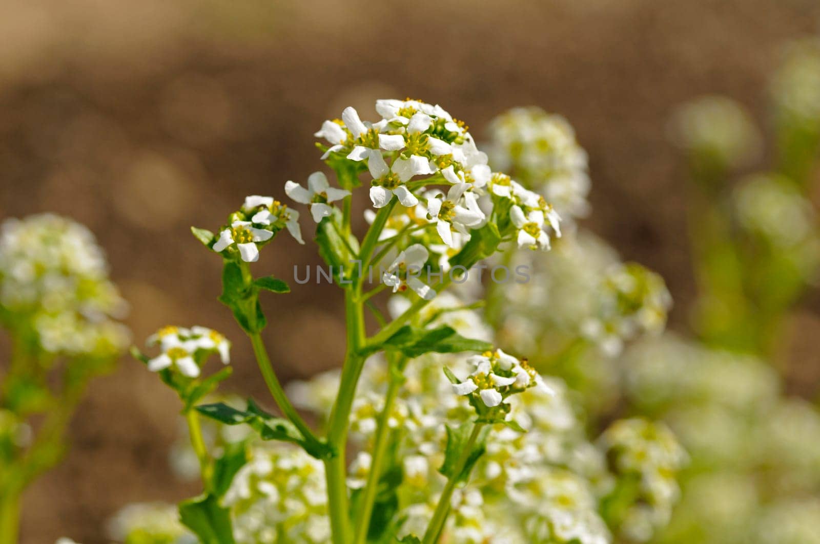 Blüte Echtes Löffelkraut,Cochlearia officinalis,Cochlearia linnaei,Crucifera