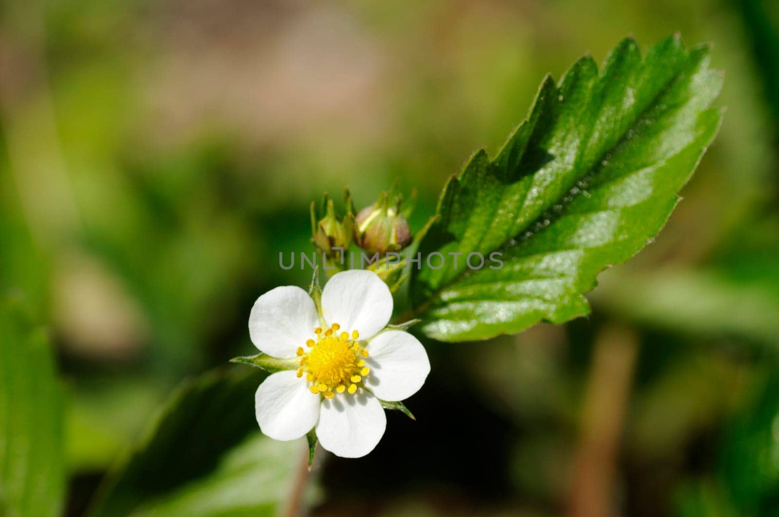 Flowering Forest strawberry,Fragaria vesca L. var. Monophylla