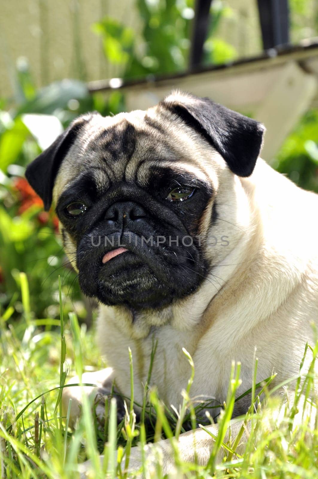 Pug in the grass