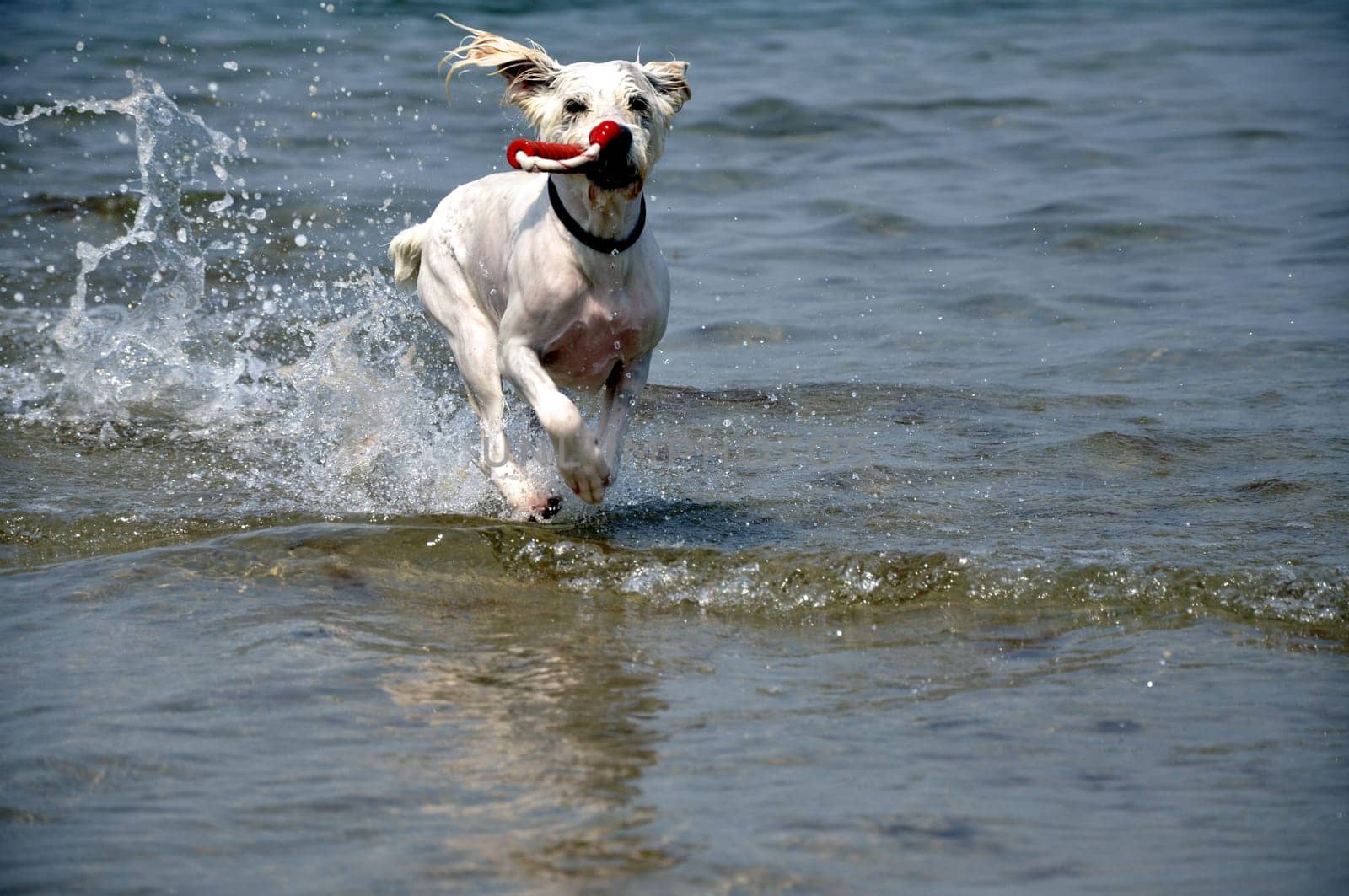 raging dog