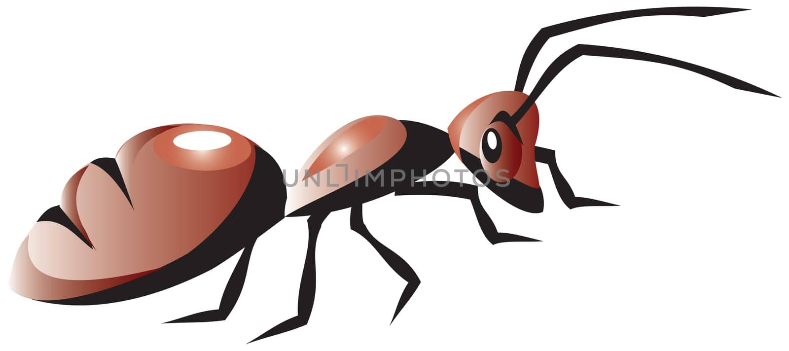 Ant