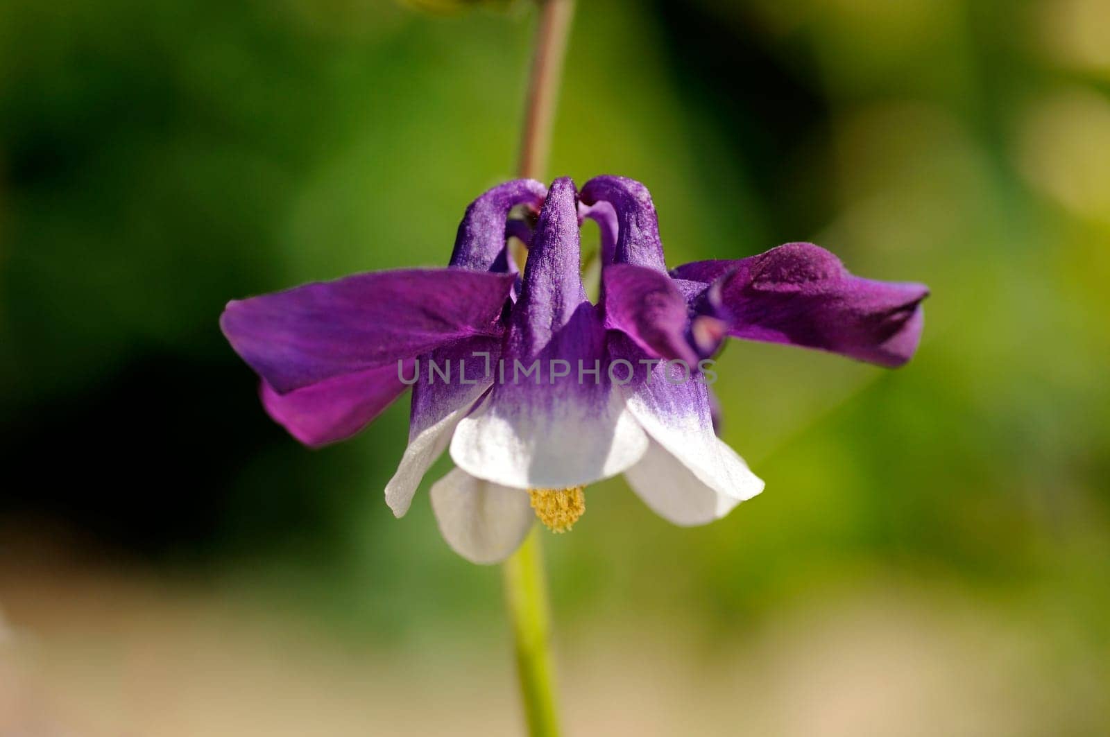 Fragrant columbine,Aquilegia fragrans