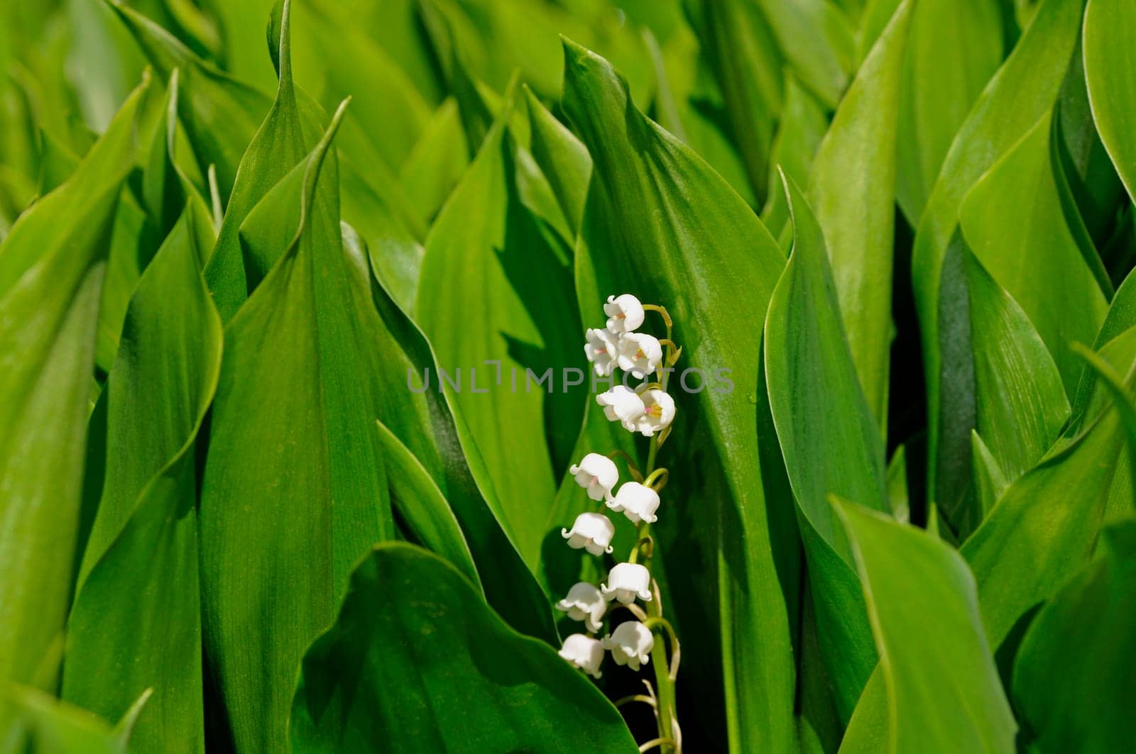 Lily of the Valley,Convallaria majalis