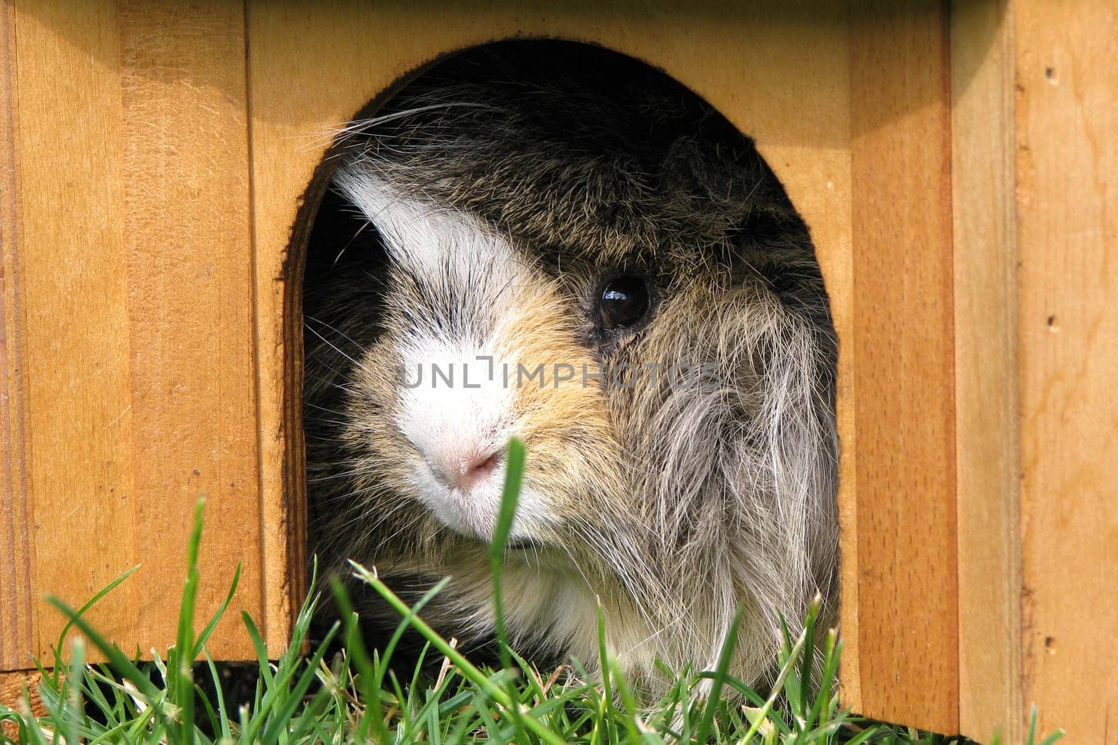 Guinea pig in the cottage