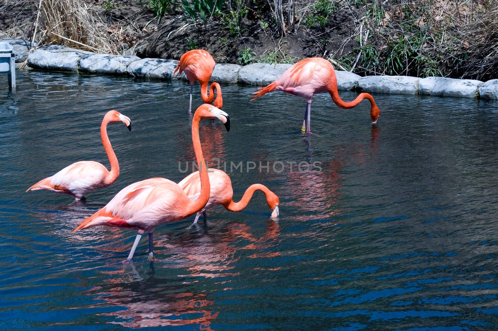 flamingos