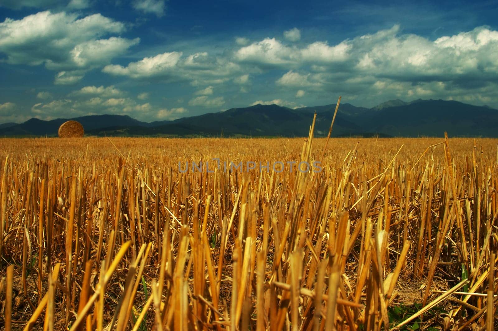 Autumn field