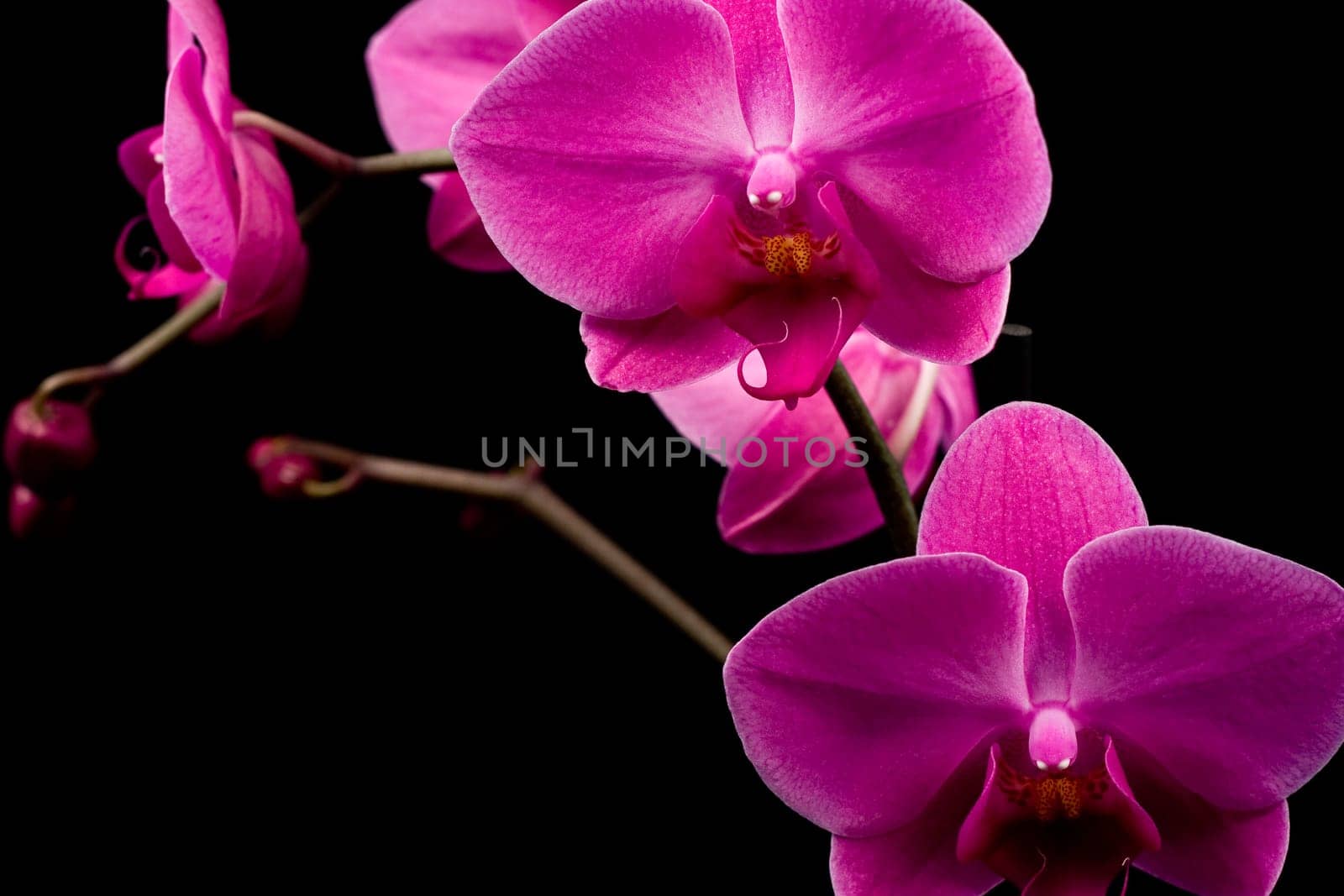 Orchidea Phalaenopsis