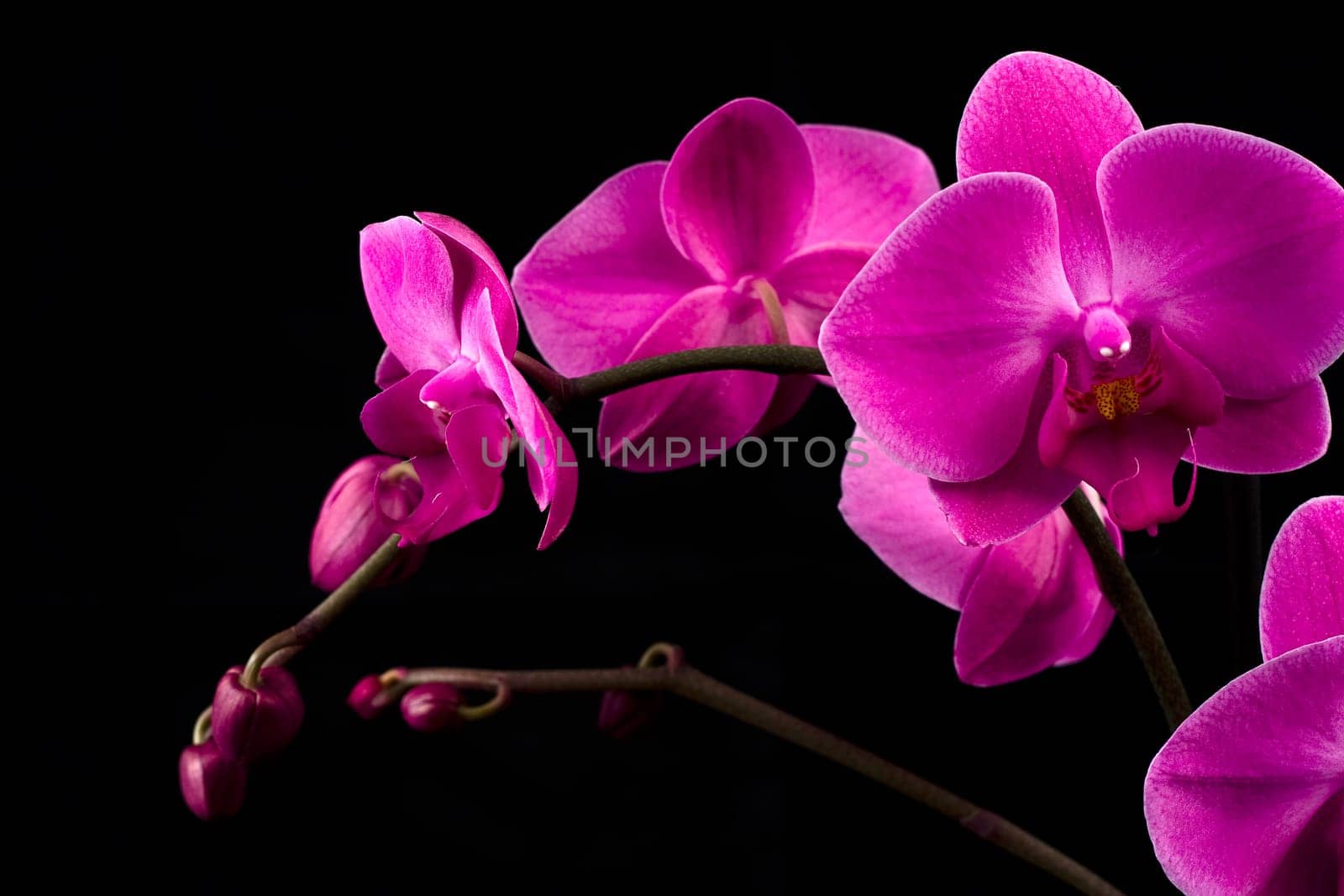 Orchidea Phalaenopsis