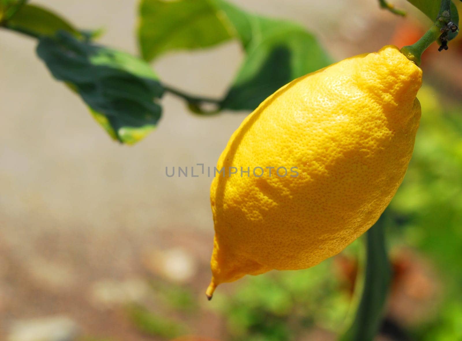lemon