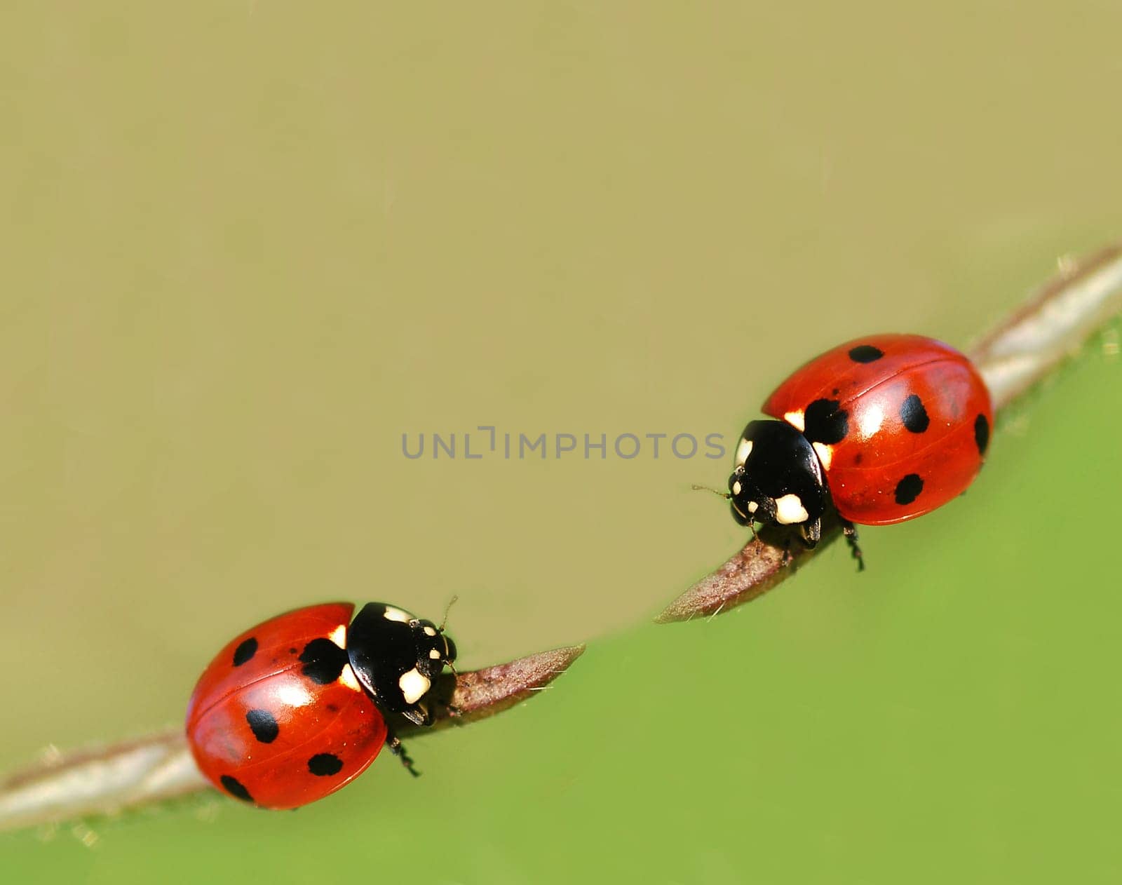Two ladybugs