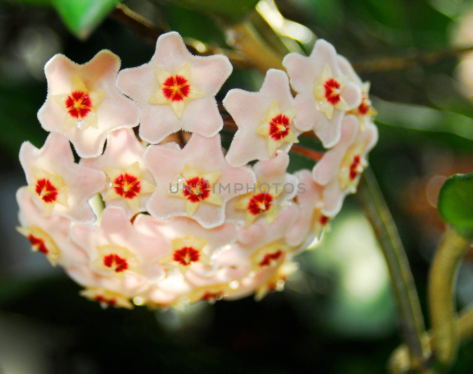 waxflower