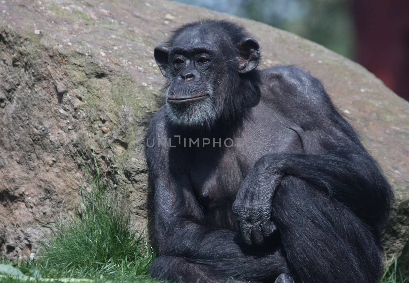 Chimpanzee Portrait