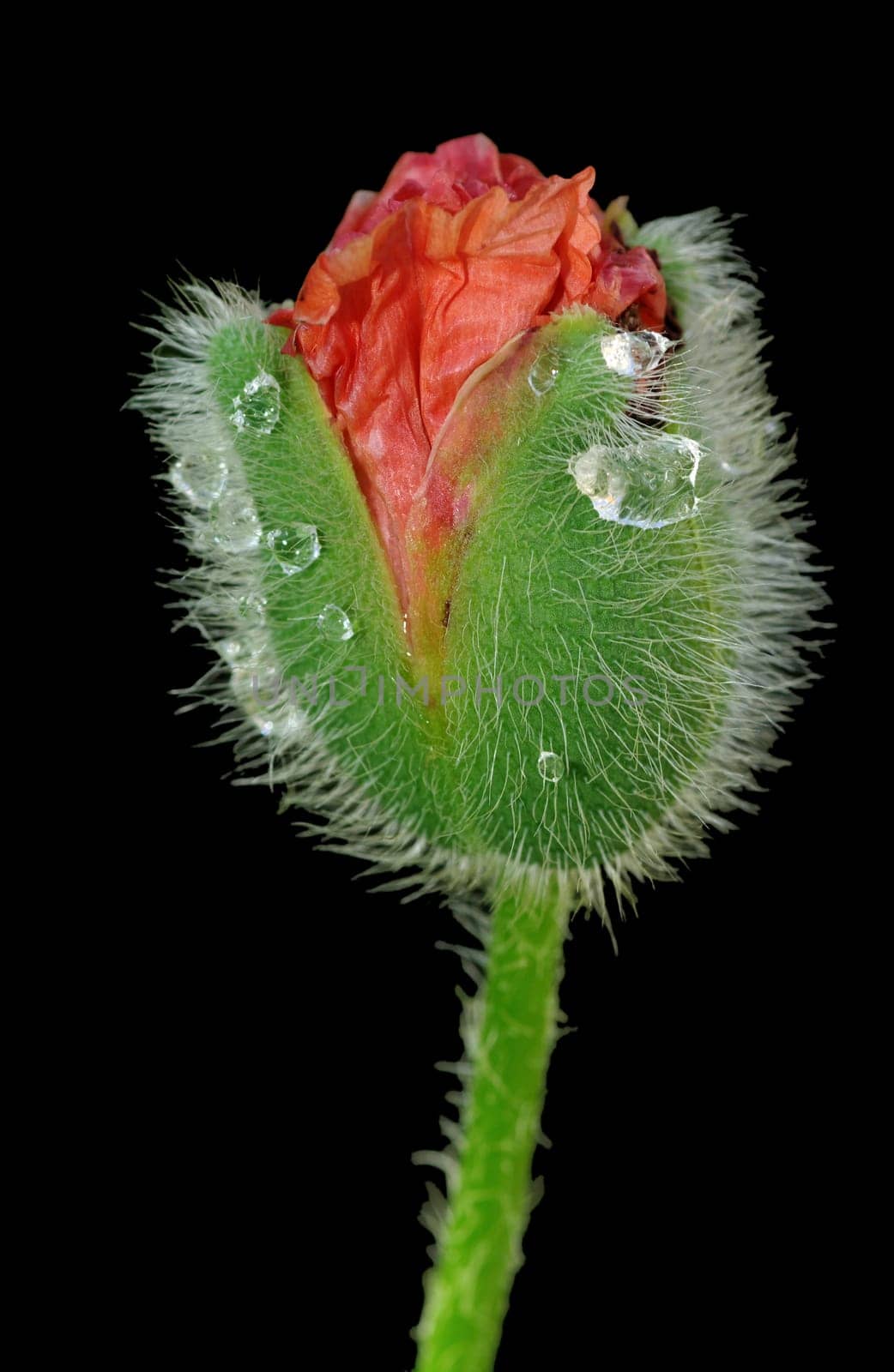 Poppy,Poppy Lume,Dew,Drops