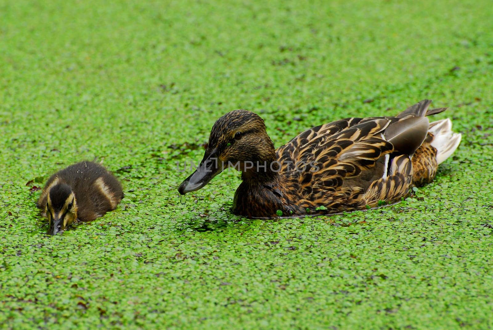 Mallard duck with young duck