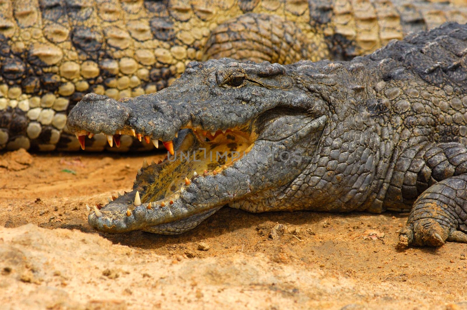 Nile crocodile,Crocodylus niloticus