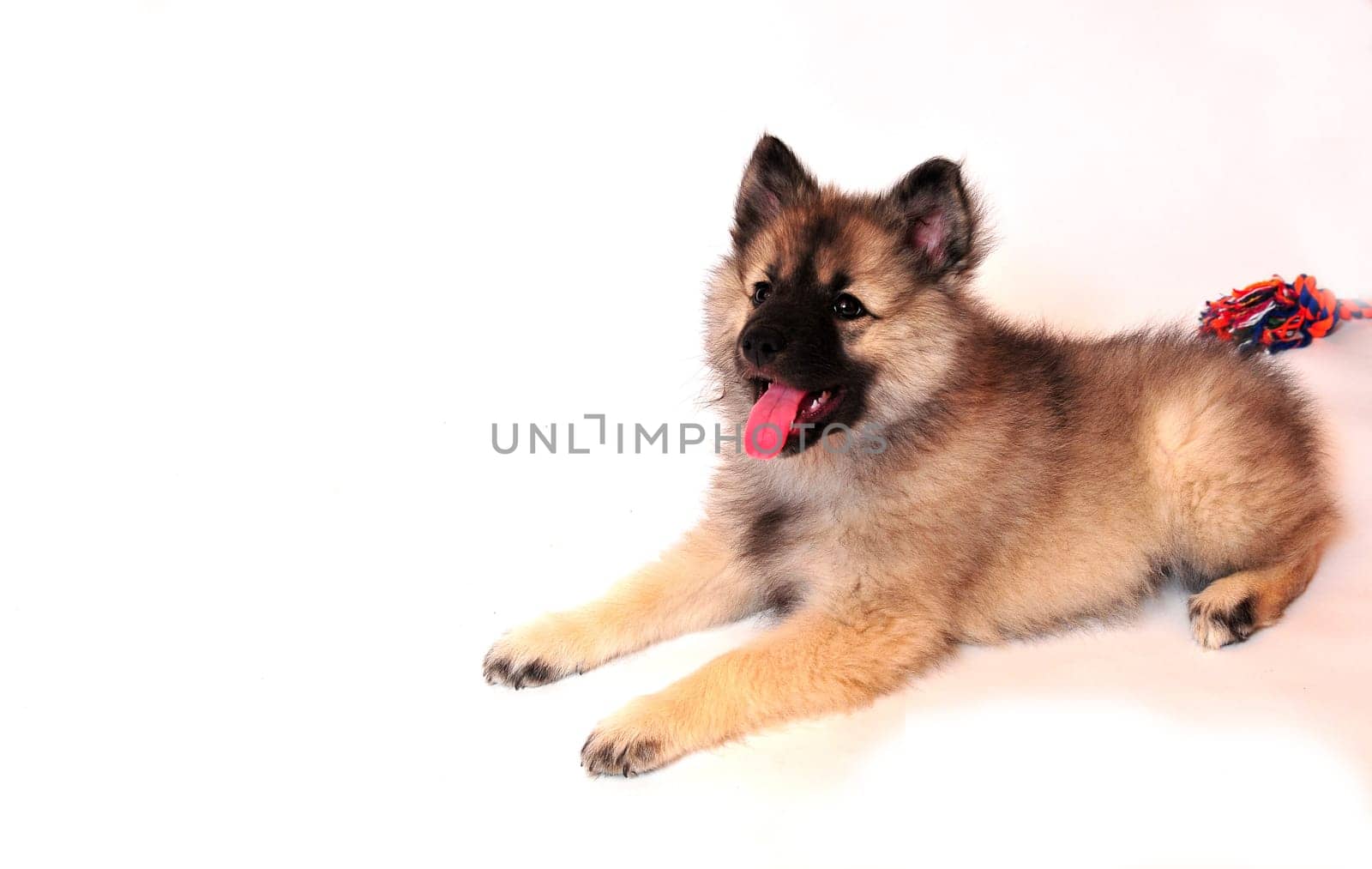 Wolfsspitz Puppy Place