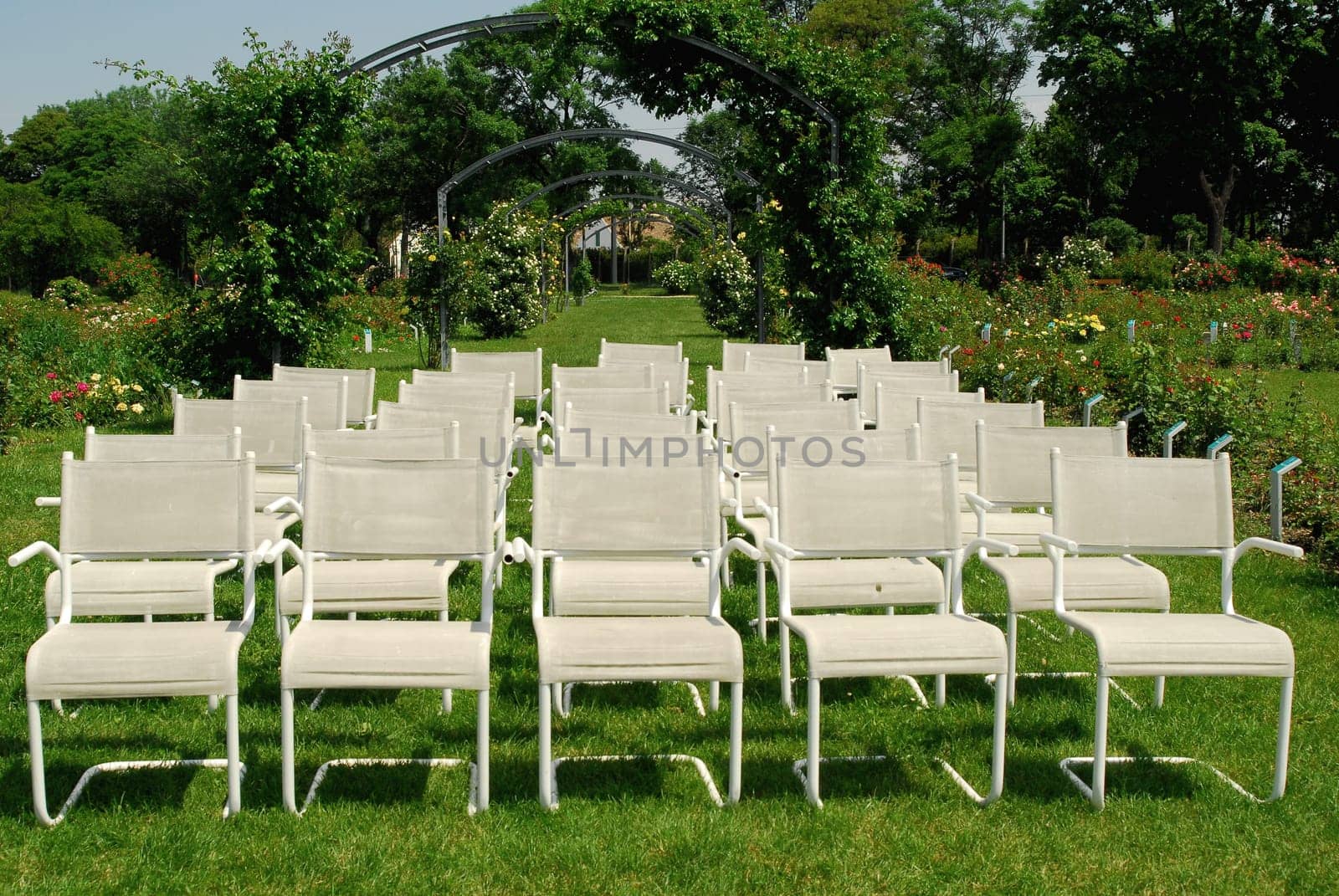 Wedding in the Rose Garden