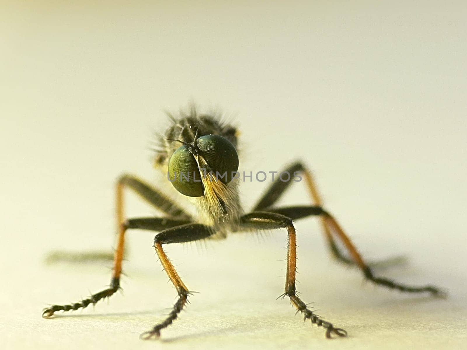 Insect