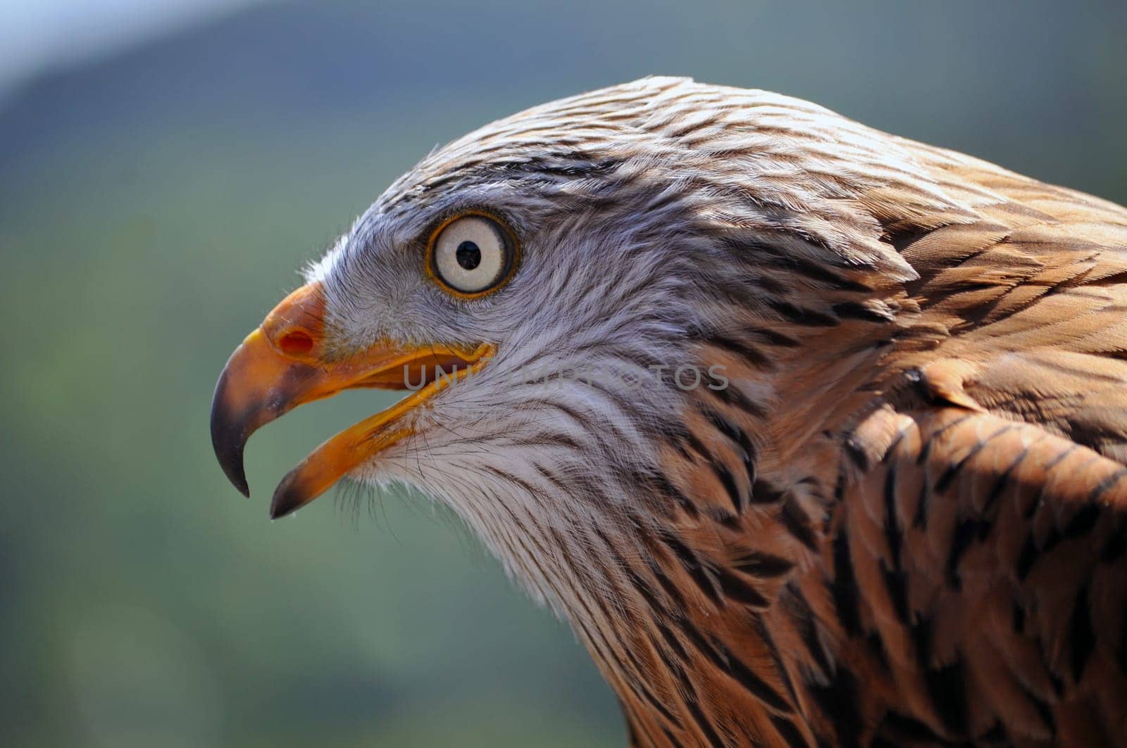 Red kite