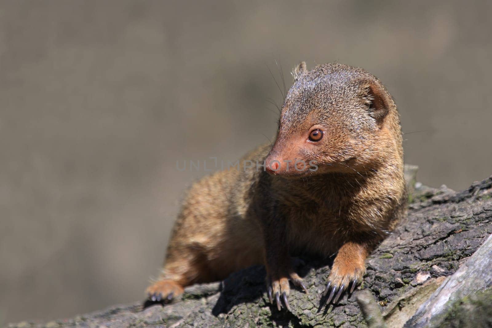 Dwarf mongoose