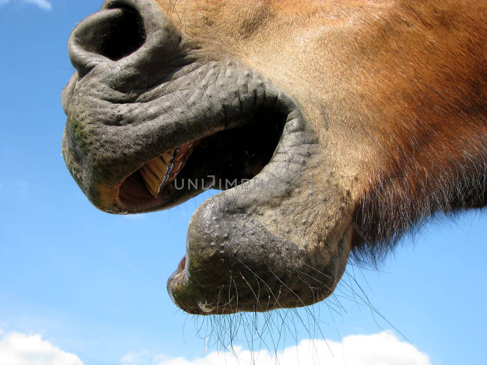 Cut-out horse's mouth