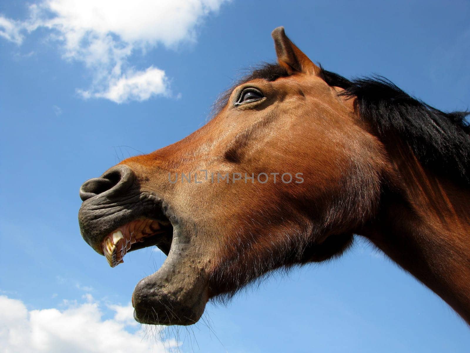 Horse yawns