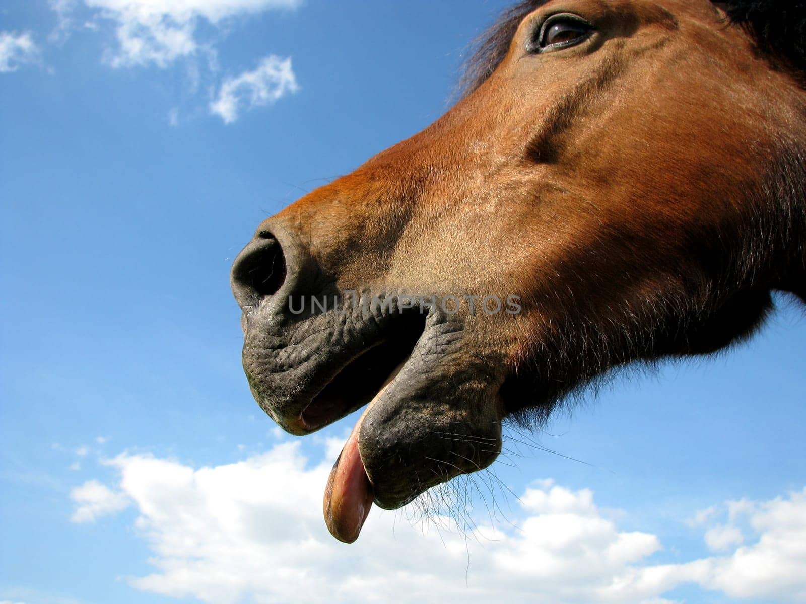 Stick your tongue out horse
