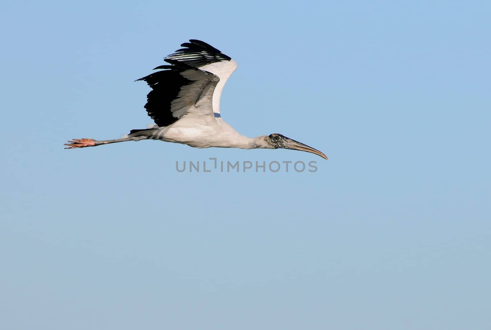 Wood stork