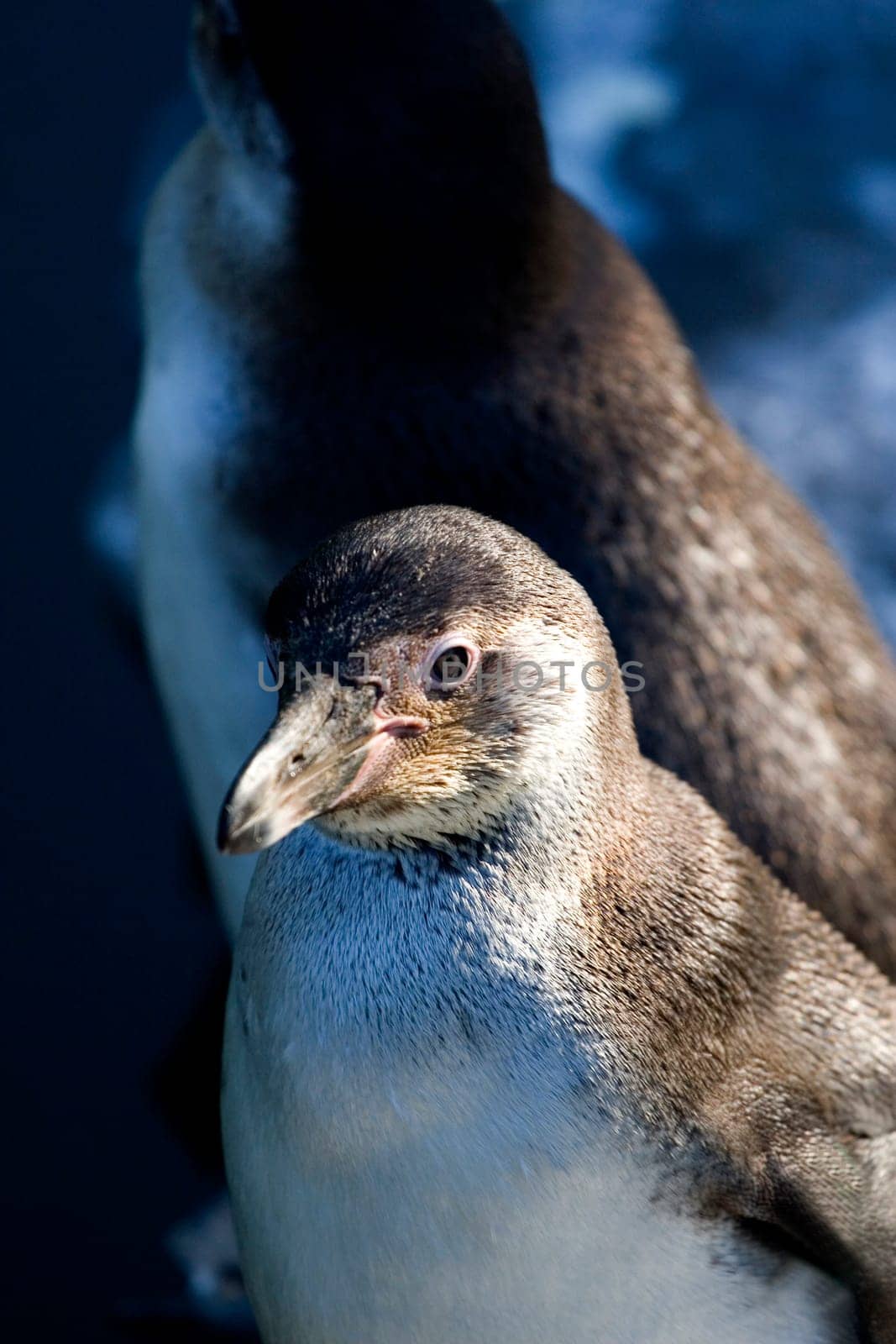 Humboldt penguins