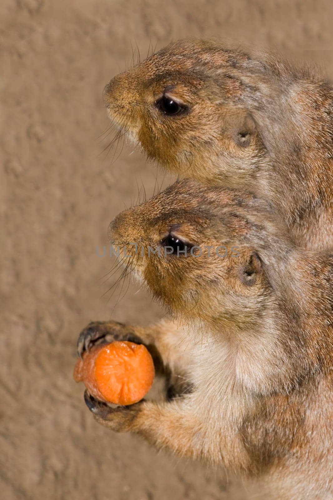 Prairie Dogs