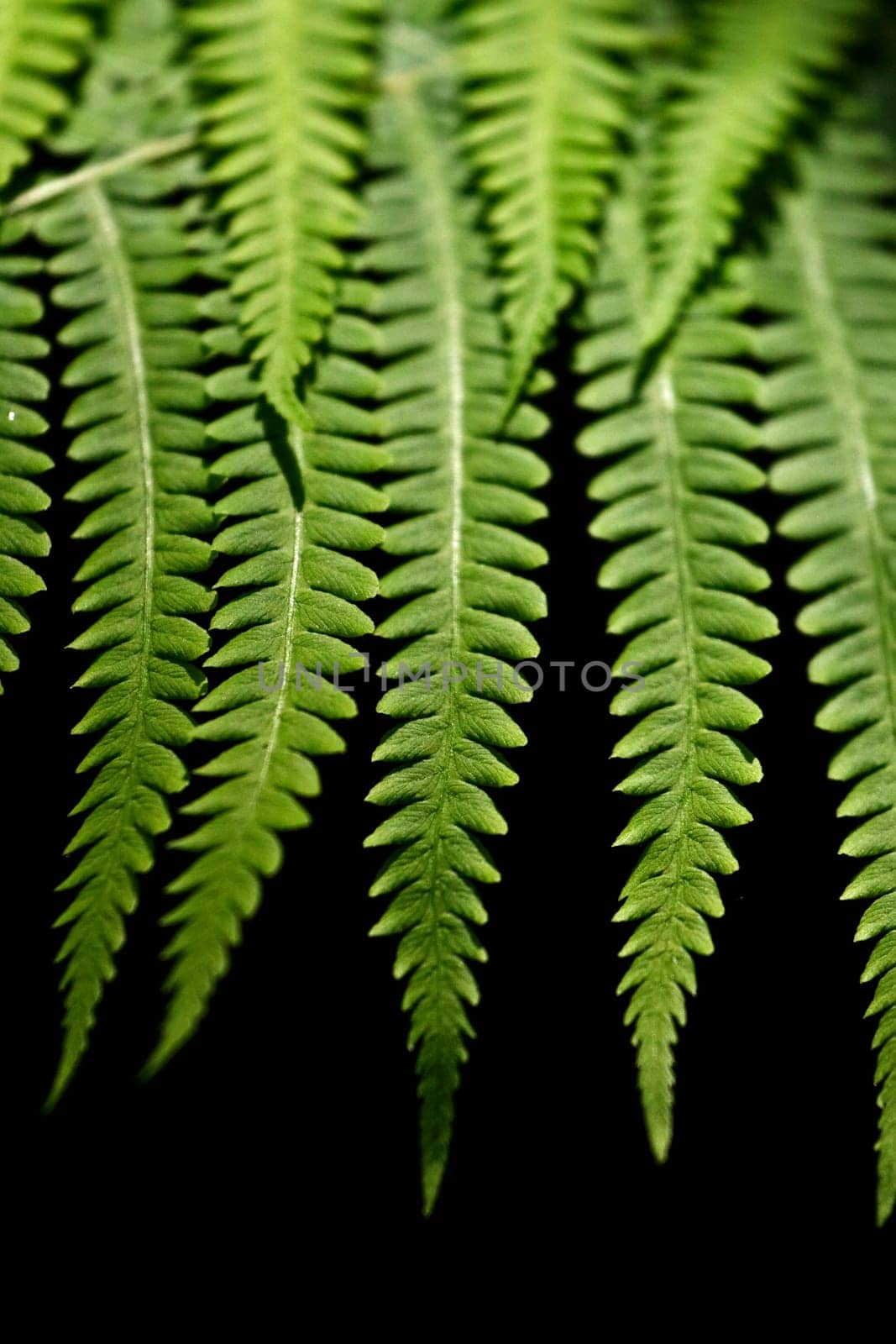 Fern