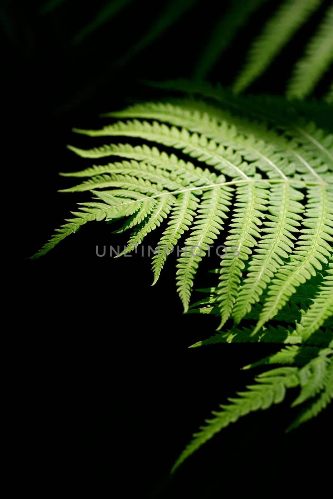 Fern