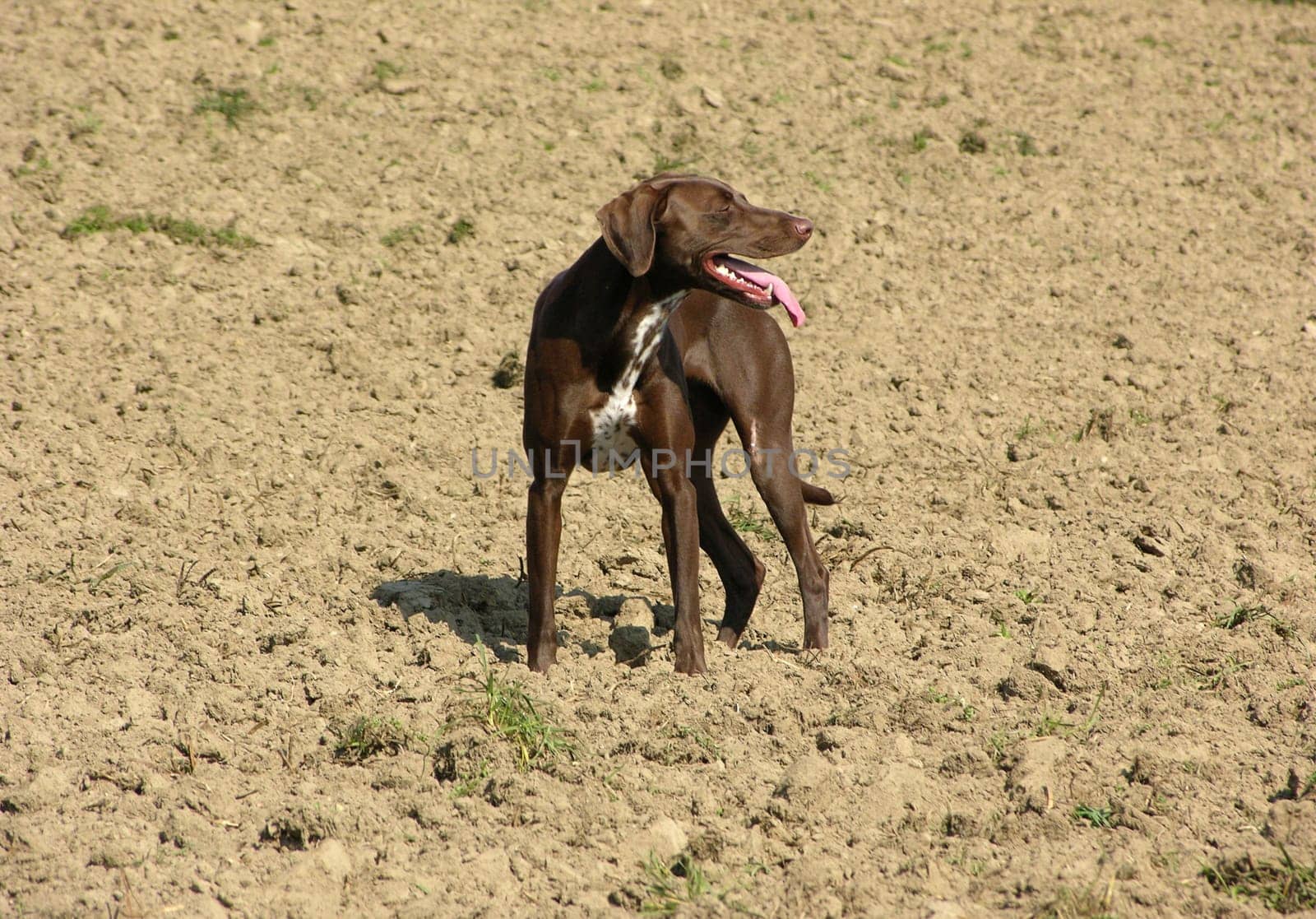 Dog on arable land