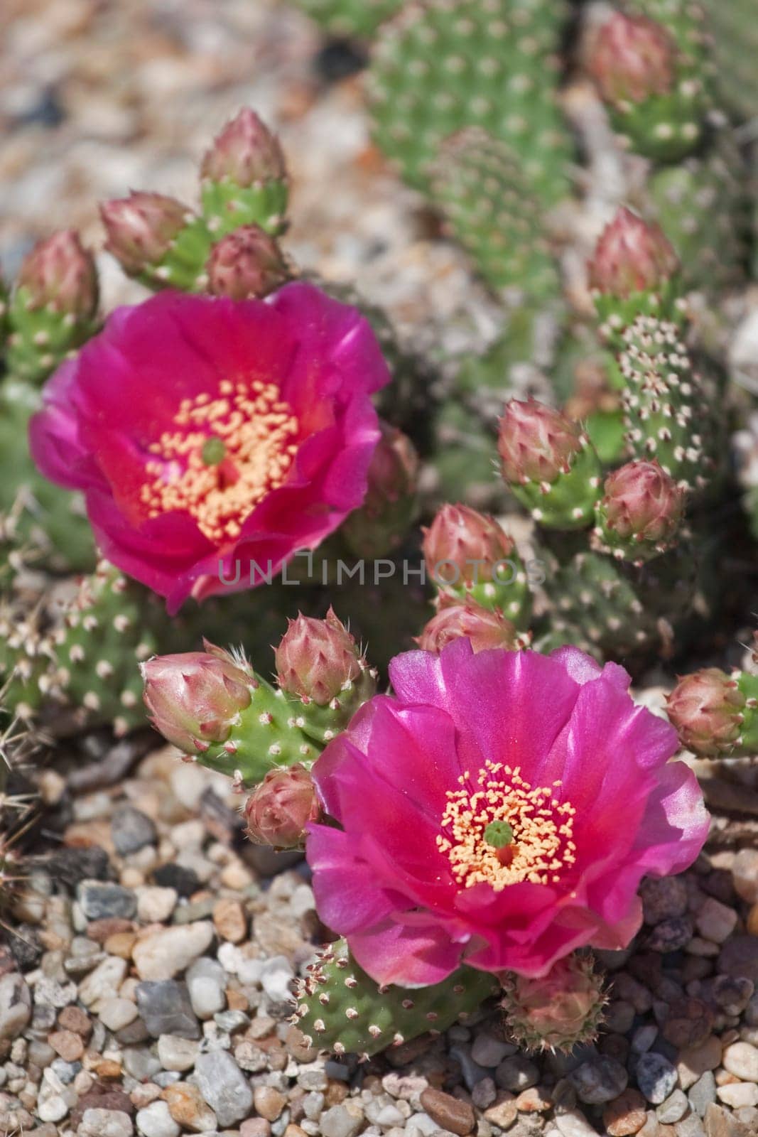 Cactus Flowers