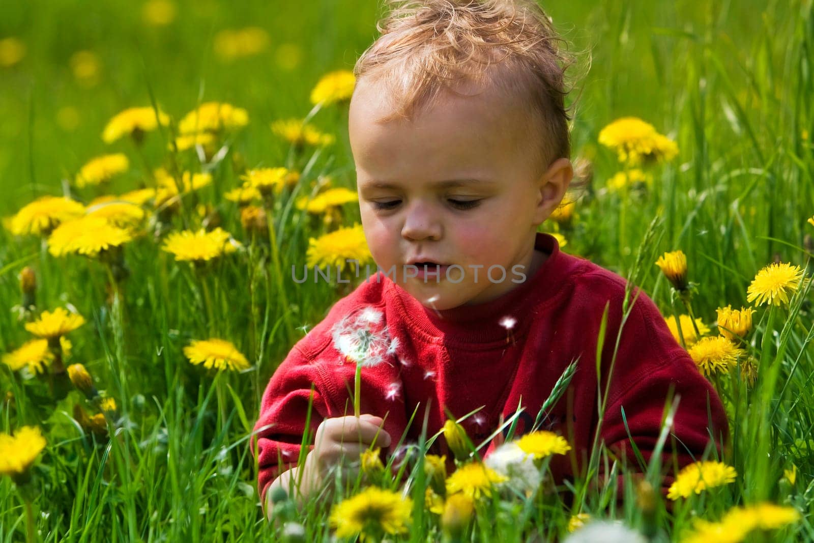Dandelion