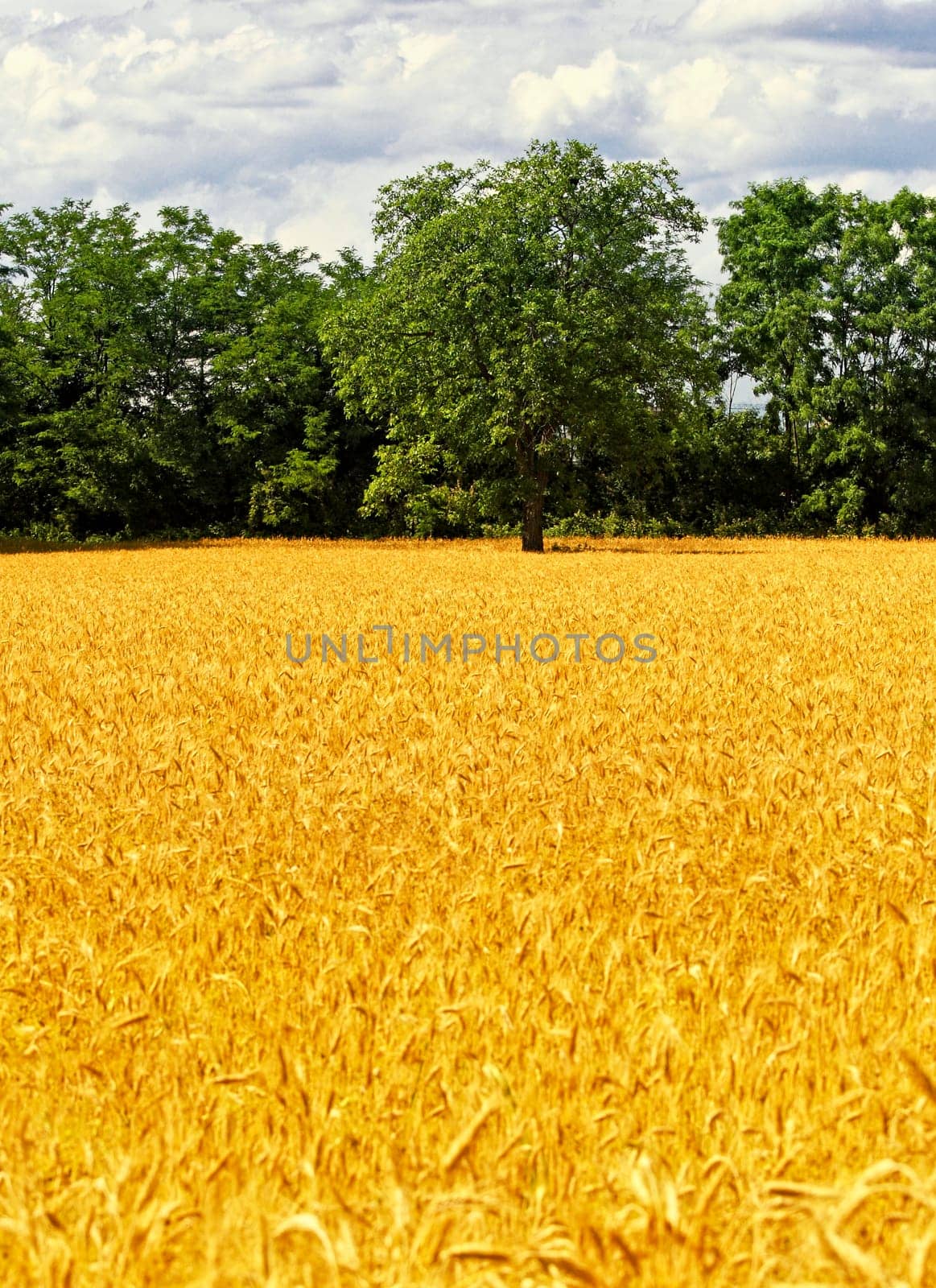 wheat and tree  background