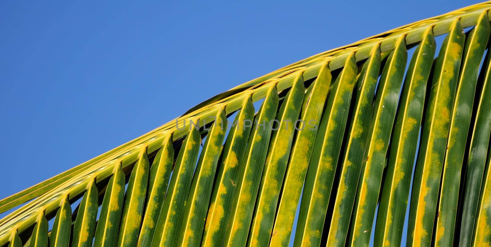 Palm Leaf