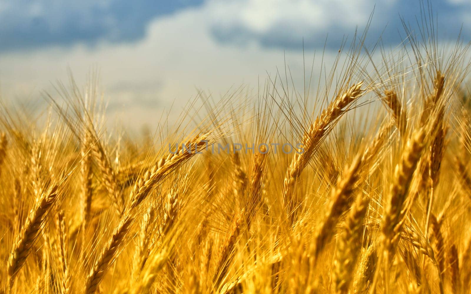 wheat background