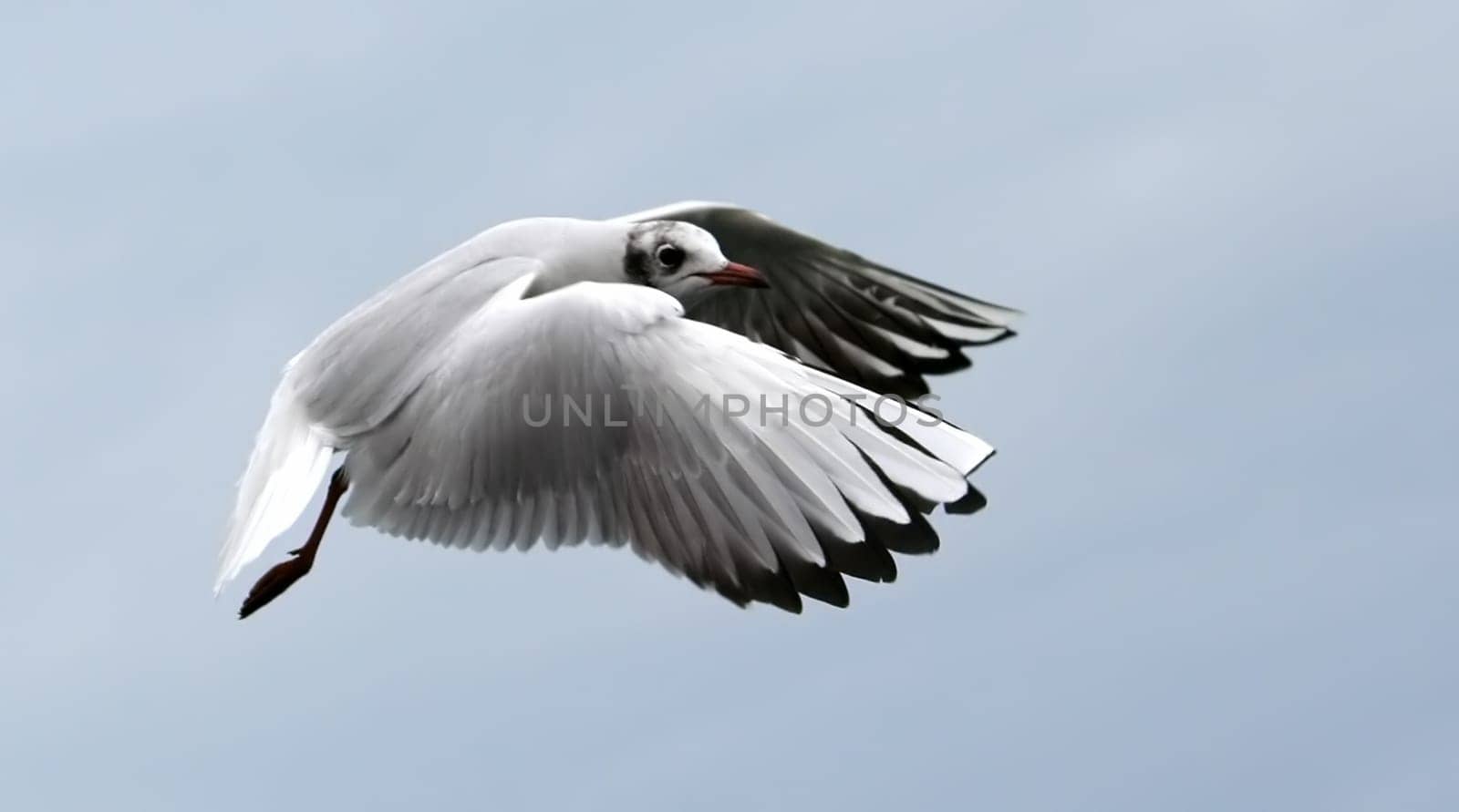 seagull