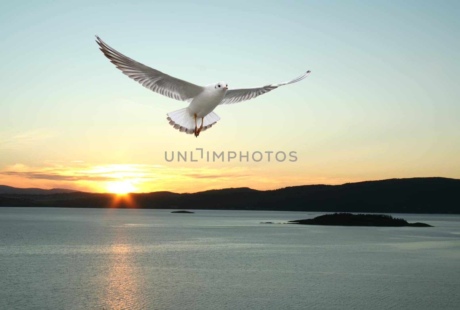 flying seagull and lake