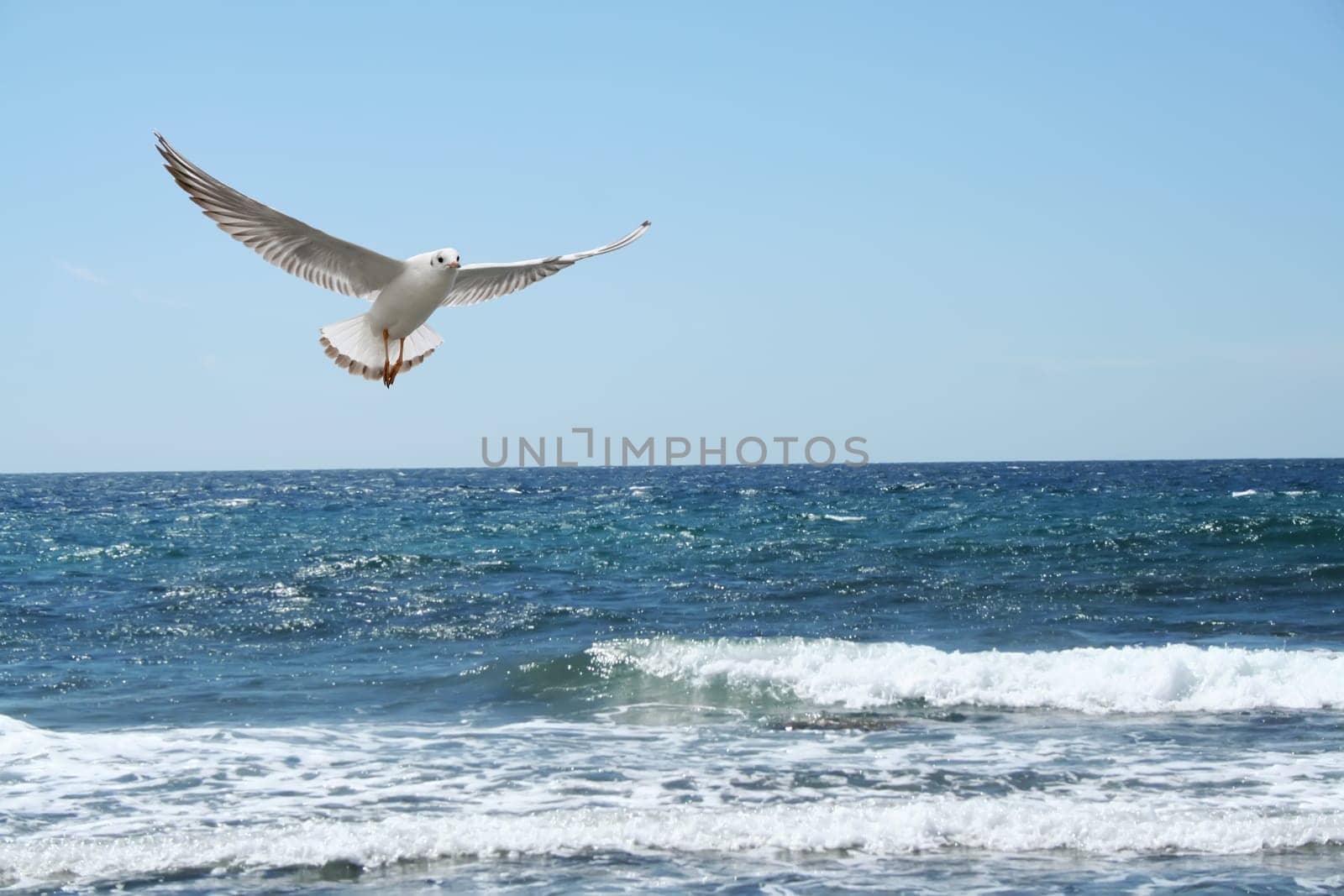 sea and seagul