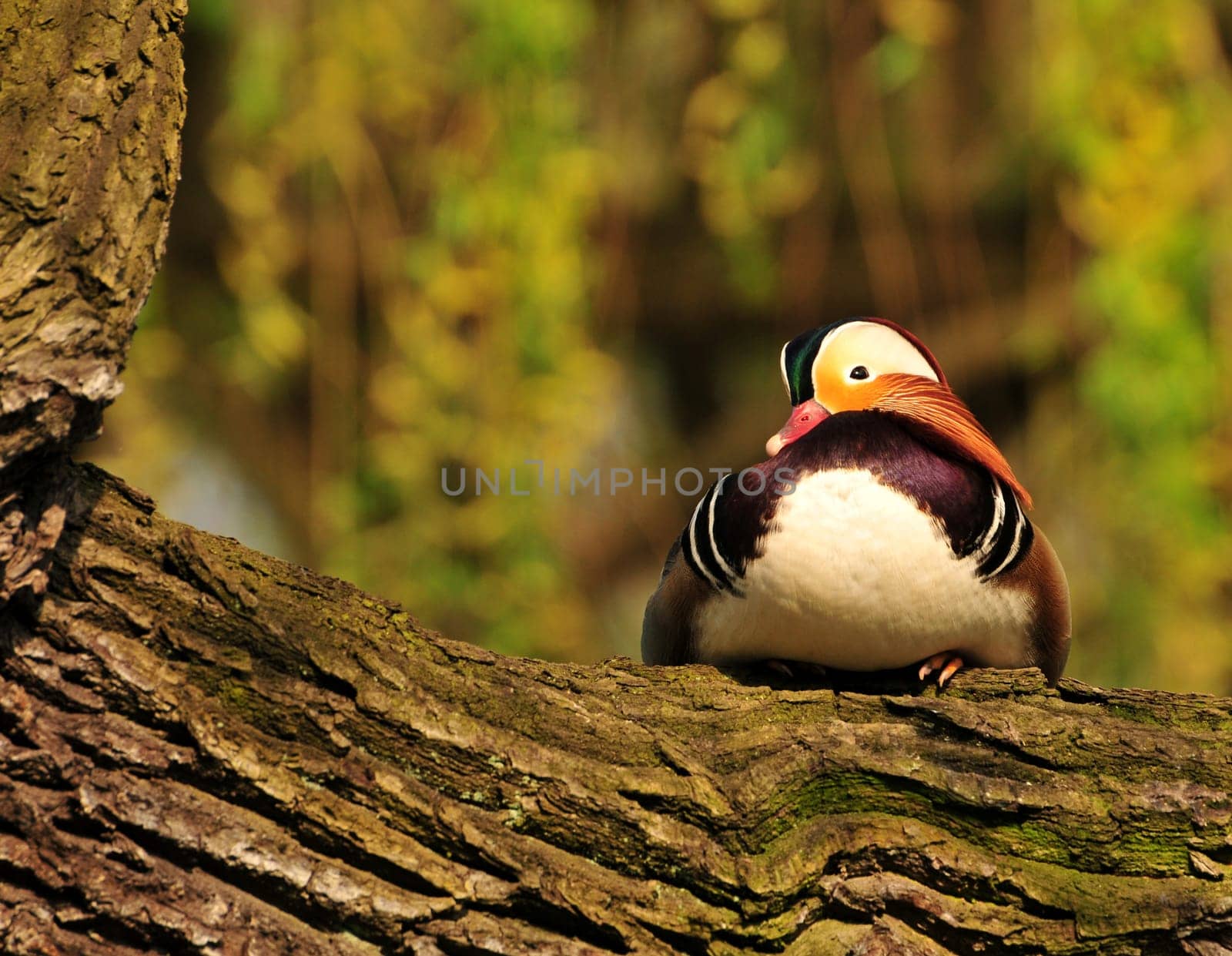 Mandarin ducks are tree-nesters. Here is a beautiful little man in an oak tree.
